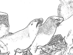 سیل پرنٹ ایبل رنگین صفحات